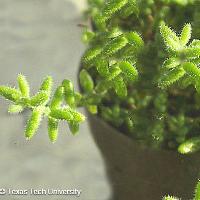 Delosperma cooperi (Ice Plant)