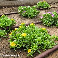 Delosperma cooperi (Ice Plant)