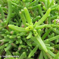 Delosperma cooperi (Ice Plant)