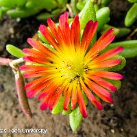 Delosperma cooperi (Ice Plant)