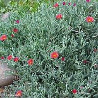 Delosperma cooperi (Ice Plant)