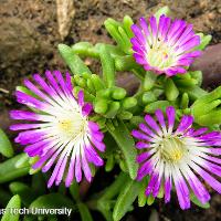 Delosperma cooperi (Ice Plant)