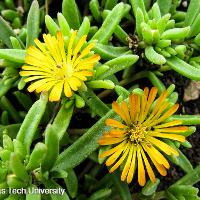 Delosperma cooperi (Ice Plant)