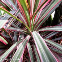 Dracaena marginata	(Dracaena)