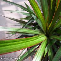Dracaena marginata	(Dracaena)