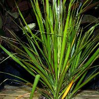 Dracaena marginata	(Dracaena)
