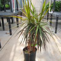 Dracaena marginata	(Dracaena)