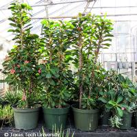 Euphorbia milii (Crown of Thorns)