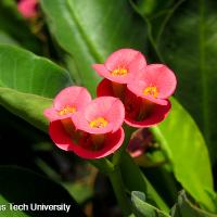 Euphorbia milii (Crown of Thorns)