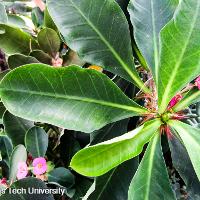 Euphorbia milii (Crown of Thorns)