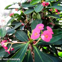 Euphorbia milii (Crown of Thorns)