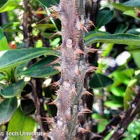 Euphorbia milii (Crown of Thorns)