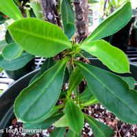 Euphorbia milii (Crown of Thorns)