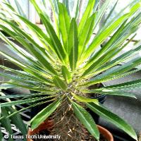 Euphorbia milii (Crown of Thorns)