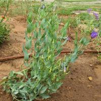 Eustoma exaltatum ssp. russellianum (Bluebell)