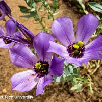 Eustoma exaltatum ssp. russellianum (Bluebell)