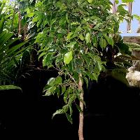 Ficus benjamina (Weeping Fig)