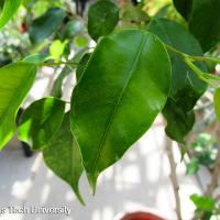 Ficus benjamina (Weeping Fig)