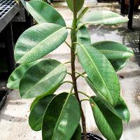 Ficus elastica (Rubber Tree)