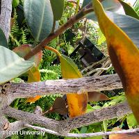 Ficus elastica (Rubber Tree)