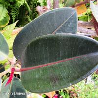 Ficus elastica (Rubber Tree)