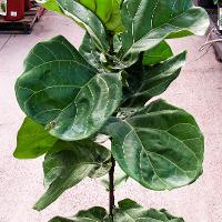Ficus lyrata (Fiddle Leaf Fig)