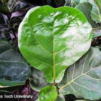 Ficus lyrata (Fiddle Leaf Fig)