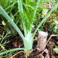 Foeniculum vulgare (Fennel)