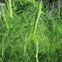 Foeniculum vulgare (Fennel)