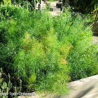 Foeniculum vulgare (Fennel)