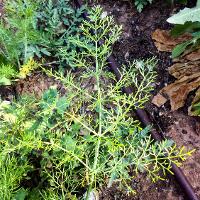 Foeniculum vulgare (Fennel)