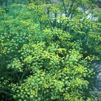 Foeniculum vulgare (Fennel)