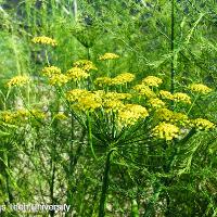 Foeniculum vulgare (Fennel)