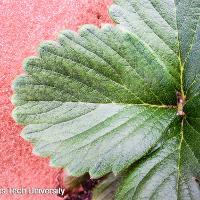 Fragaria x ananassa (Strawberry)