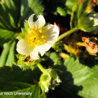 Fragaria x ananassa (Strawberry)