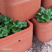 Fragaria x ananassa (Strawberry)