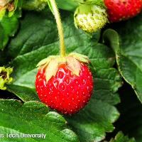 Fragaria x ananassa (Strawberry)