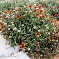 Gaillardia pulchella (Indian Blanket)