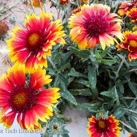 Gaillardia pulchella (Indian Blanket)