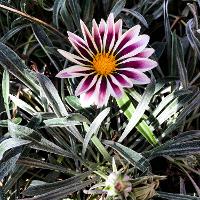 Gazania rigens (Treasure Flower)