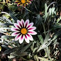 Gazania rigens (Treasure Flower)