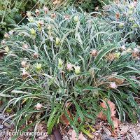 Gazania rigens (Treasure Flower)