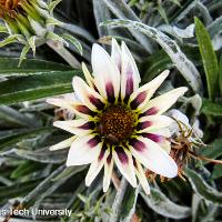 Gazania rigens (Treasure Flower)