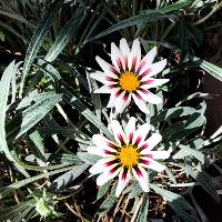 Gazania rigens (Treasure Flower)