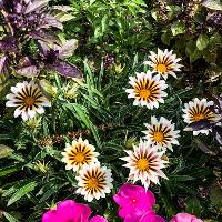 Gazania rigens (Treasure Flower)