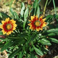 Gazania rigens (Treasure Flower)