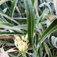 Gazania rigens (Treasure Flower)