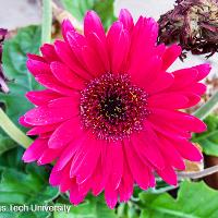 Gerbera jamesonii (Gerbera Daisy)