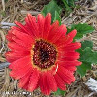 Gerbera jamesonii (Gerbera Daisy)