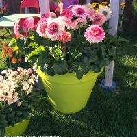 Gerbera jamesonii (Gerbera Daisy)